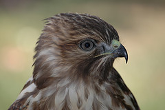 lesapen's profile picture. 