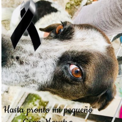 isabel_hurtado's profile picture. Hellooooo amigos