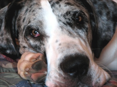 marsruess's profile picture. I am Mars. Hear me roar at you because you are new and I am scared of new things and oh my god where is my mommy?