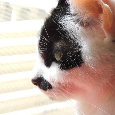 akiko05823487's profile picture. 成人済
本好きの下克上にはまり中