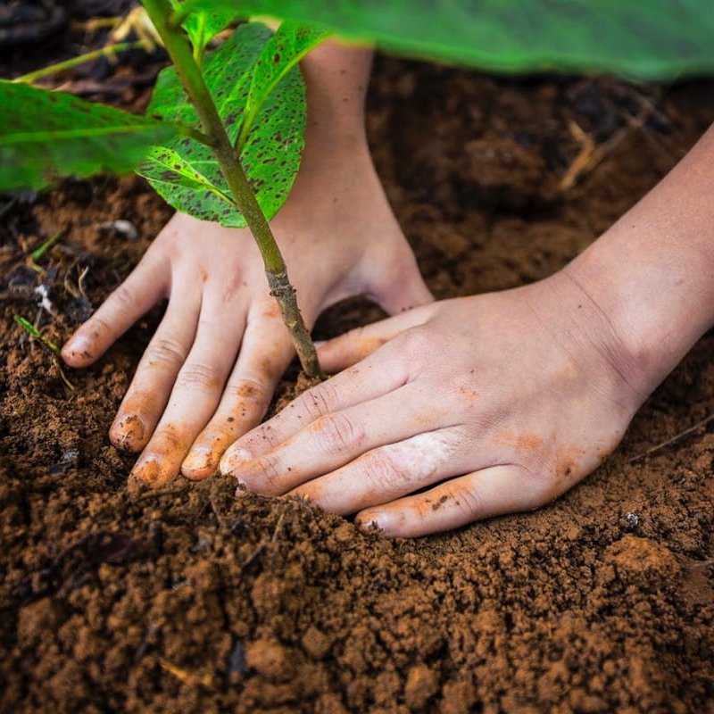 Proyecto para promover la reforestación.