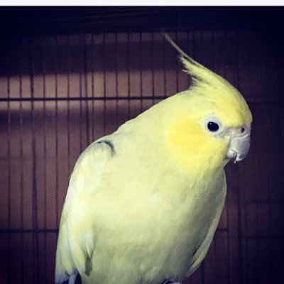 バードショップ ナガシン 埼玉川口 ナガシンブリード手乗りオカメインコ 1人餌 パステルフェイスドミナントシルバーシングルファクターです 綺麗な子です 生後2ヶ月の子です 埼玉県川口市 バードショップナガシン T Co Y9covjmczd インコ バードショップ ナガシン 埼玉川口 ナガシンブリード手乗りオカメインコ 1人餌 パステルフェイスドミナントシルバーシングルファクターです 綺麗な子です 生後2ヶ月の子です 埼玉県川口市 バードショップナガシン T Co Y9covjmczd インコ