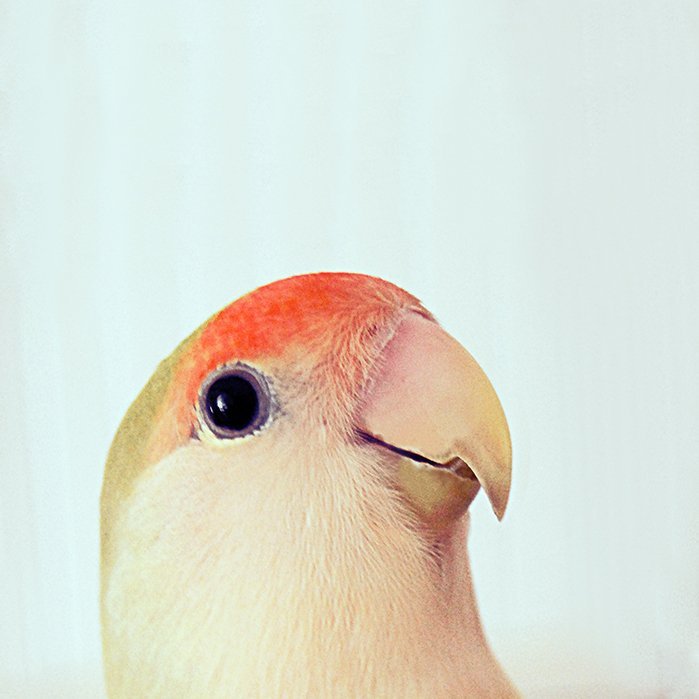 Selia Leicさんのプロフィール画像