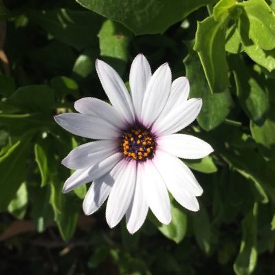 Idk478's profile picture. Professional buttface, weeb, and socially inept background character.