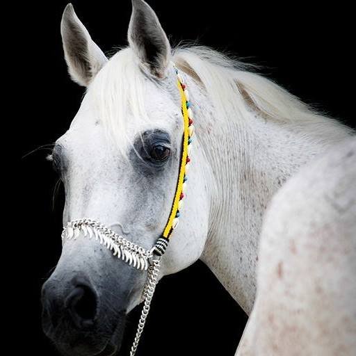 AmirRSherif's profile picture. BI Specialist and Big Data Beginner