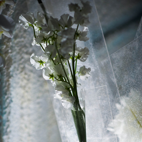 The 1st Japanese Flower Exporter ::: Bloom Japan Network :::