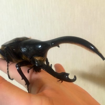 クミヒト ヘラクレス飼育員会 Soanlccedqztjzf Twitter