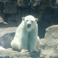 しろくま@Hades (@sirokuma_hades) 's Twitter Profile