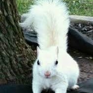 Arboreal Rodent(@squirelskitchen) 's Twitter Profile Photo