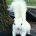 Arboreal Rodent (@squirelskitchen) Twitter profile photo