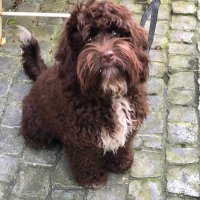 Kerry Causer (@causerkerry) 's Twitter Profile