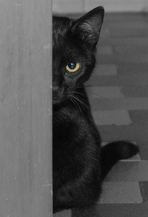 Desconfie_'s profile picture. 