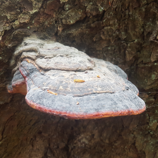 QiHuWho's profile picture. new perspective