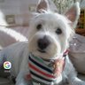 chelsea_westie's profile picture. My Mummy loves me. Helping to find FUREVER HOMES - One dog at a time - PLEASE FOLLOW or help with a RT. 
27 April 2011 - 09 January 2023 🌈❤