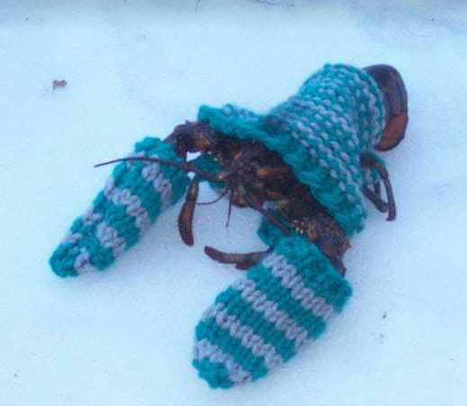 Lobster84119231's profile picture. 