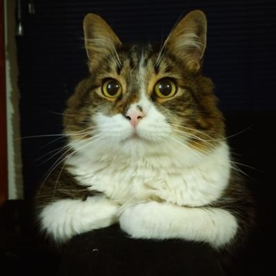 jaime_puin's profile picture. Musica Deportes Tecnología Política Noticias