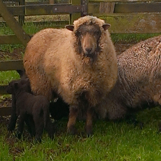 , Sheep Breeder English Leicesters,Spinner,Dyer and weaver