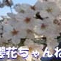 櫻花ちゃんねる (@ouka_channel) Twitter profile photo