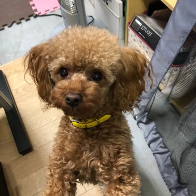 タイニー プードル 後悔 犬の避妊手術は初ヒート前 後 それぞれのメリット デメリット 賢く甘えん坊なトイプードル達との暮らしブログ