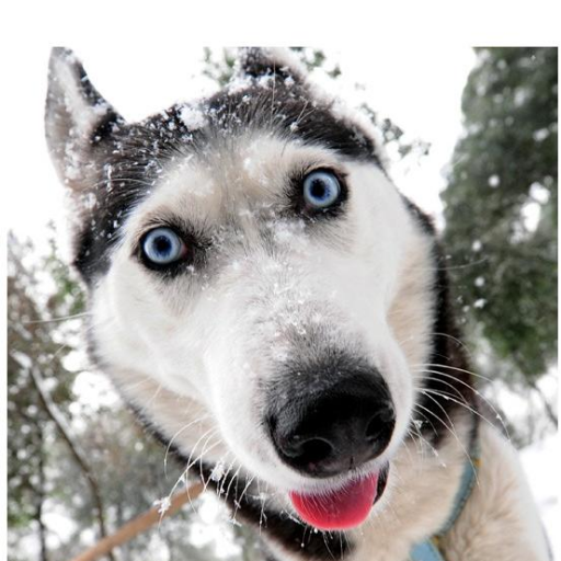 nirybas's profile picture. ...........................................................