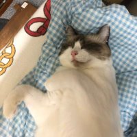 wzxyM4(クロヤス) (@8kzuld63uy06nql) 's Twitter Profile