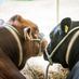 Surrey County Show (@surreyshow) Twitter profile photo Surrey County Show (@surreyshow) Twitter profile photo