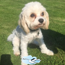 Jo Mcallister 💙 - @max_mcallister8 - Twitter