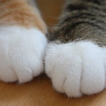 きんつばさんのプロフィール画像