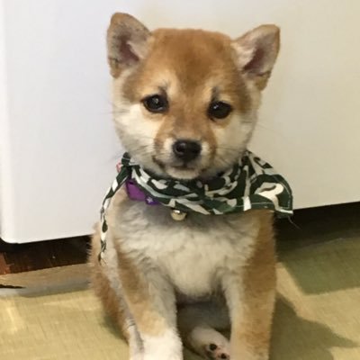 edamameさんのプロフィール画像