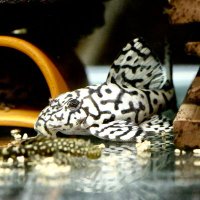 まっとぶらっく (@vecylg4ope8wmnh) 's Twitter Profile Photo