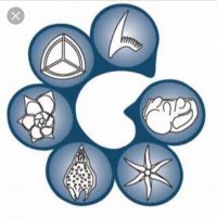 TMS Foraminifera Working Group (@tms_foram) Twitter profile photo