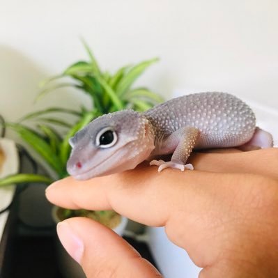 イモムシさんのプロフィール画像