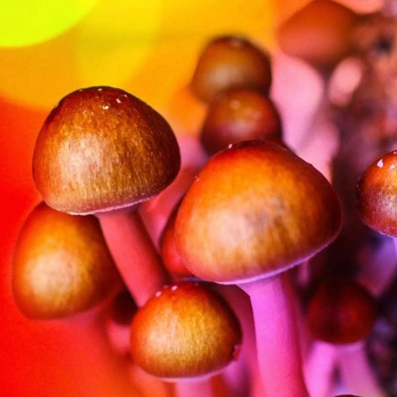 Now Teaching Magic Mushroom Cultivation Seminars in Denver, Colorado
Contact Us Today For More Info - Join Us To Excercise Your 1st Ammendment Rights