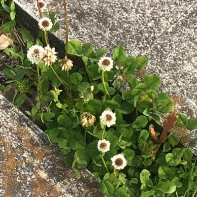 chieko1228's profile picture. 66期白 サイテク10 工業大学 貴方の気持ちは貴方のもの