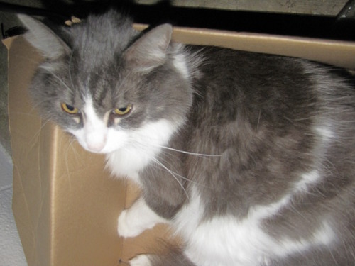 i'm jimmy. i'm five years old. i like meowing, tuna, scratching furniture, and long walks on the beach. jaykay about the last thing ;D