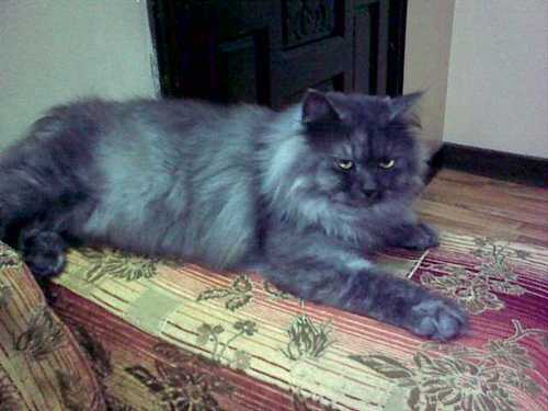 alghazalah's profile picture. 