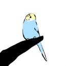 りず🍑インコまっしぐらさんのプロフィール画像