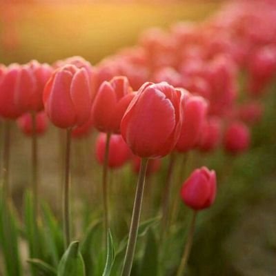 cambialestelle7's profile picture. / Cycling 💙🚴‍♂️/ ♥️🎾 JS /