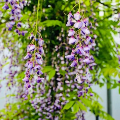 Get creative with Creative Plants ~ a friendly, unique service specialising in beautiful Italian and Mediterranean plants...