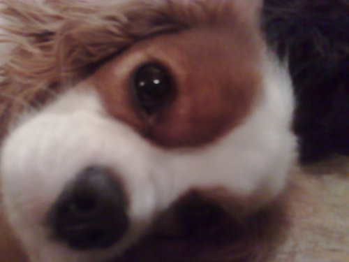 Flyinbrian's profile picture. 