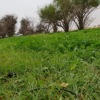 sami_mohamed1's profile picture. سامي المزمومي