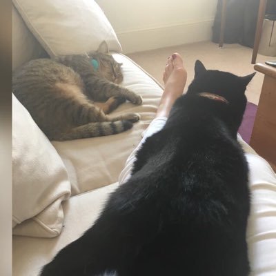 Cats, cricket, theatre/culture, BBC, British Library/BIPC