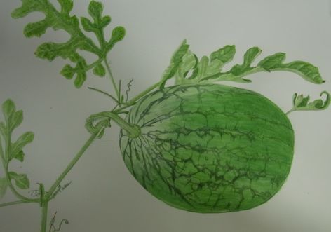 畑と野菜が大好き!■旬の東京産野菜&乾物中心に料理作り。娘2人の産褥期ケアから子育て支援者をめざす。娘一家と同居。縄文遺跡や土器を見て歩く、ボタニカルアート、音楽、ラジオ好き◼︎撮影用野菜手配(自営)■2017.10〜保育士。