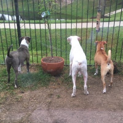 A chonky deaf boxer and his crazy gang.