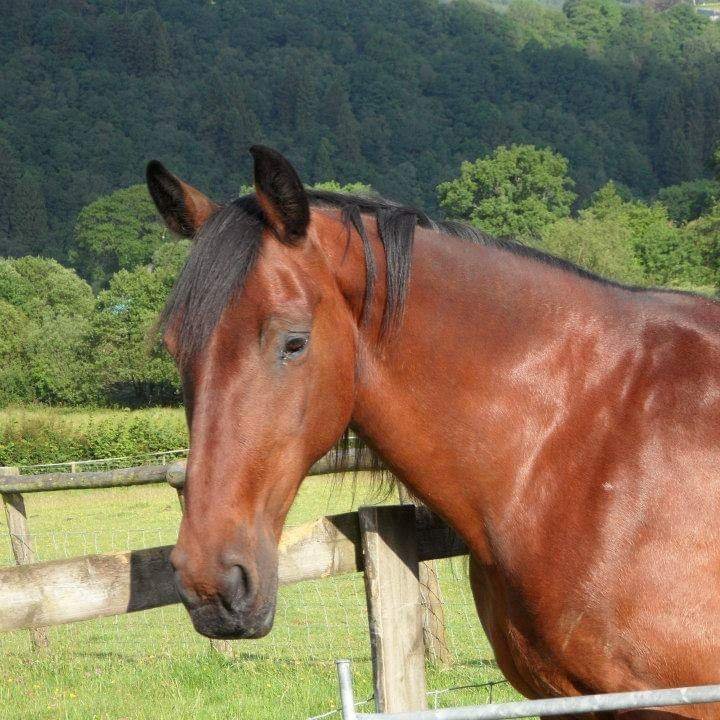 Cleveland Bay horses, MPC2022, rare breeds, fan of sci fi, history, natural environment