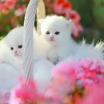 bntsyria1995's profile picture. 