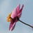 barba_mama's profile image
