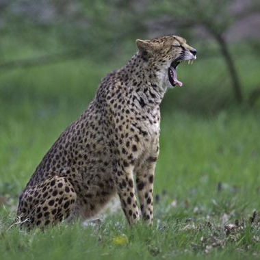 adrilafourmi75's profile picture. Bitcoin Hadouken