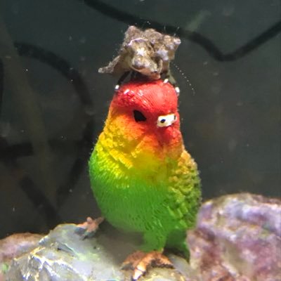 tekiteki_boy's profile picture. 釣りしたり潜ったり飼育したりドラム叩いたり歌ったりゲームしたり。どれも下手くそです。ナベカと文鳥と音楽が好き。鳥と爬虫類飼いたい。YouTubeはじめました！！！ https://t.co/aqhNNJzbOP