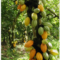 Ralph Weatherwind (@rweatherwind) 's Twitter Profile